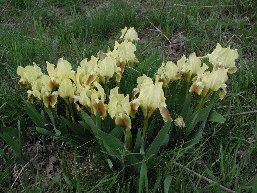 Eichkogel